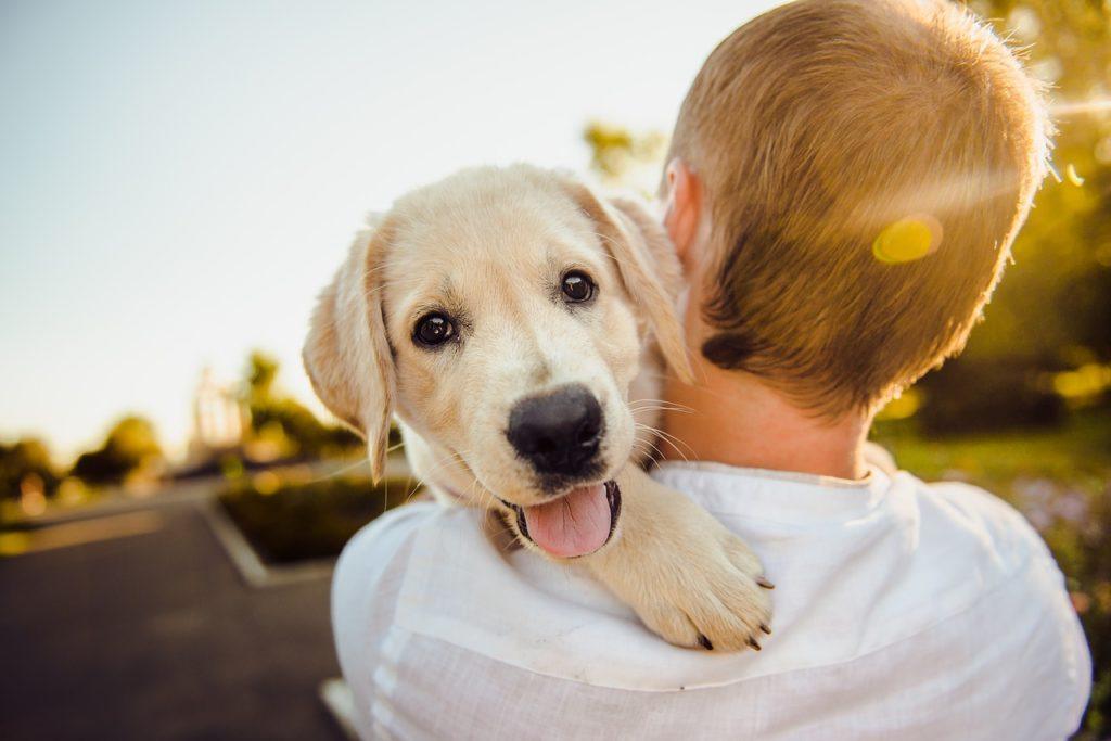 pet friendly 1